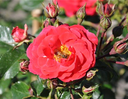 Rosa 'Heidefeuer'