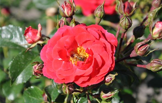 Rosa 'Heidefeuer'