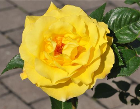 Rosa 'Lichterkönigin Lucia'