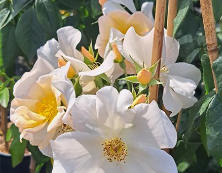 Rosa 'Sally Holmes'