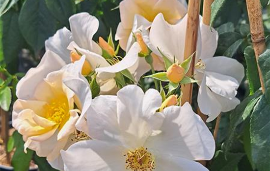 Rosa 'Sally Holmes'