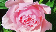 'Gartenträume'