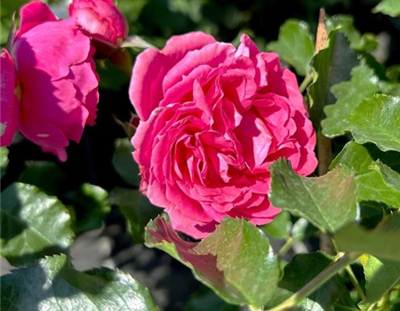 Rosa 'Moin Moin'
