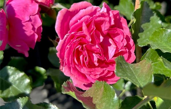 Rosa 'Moin Moin'
