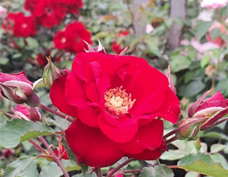 Rosa 'Roter Korsar'