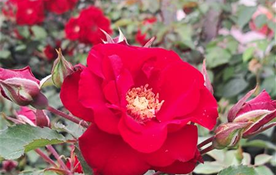 Rosa 'Roter Korsar'