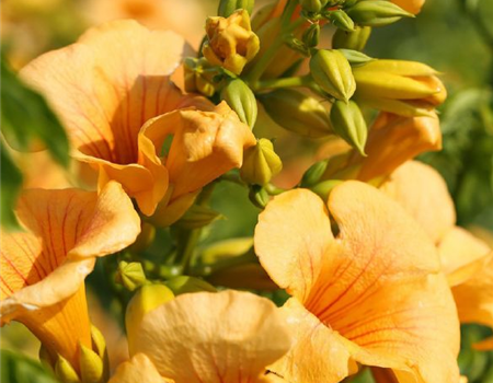 Campsis radicans 'Flava' (Yellow T) Campsis radicans 'Flava' (Yellow T)