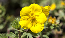 Fingerstrauch 'Goldteppich'