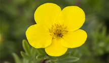 Fingerstrauch 'Goldteppich'
