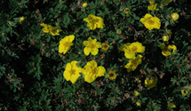Fingerstrauch 'Goldteppich'