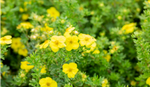 Fingerstrauch 'Goldteppich'