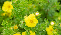 Fingerstrauch 'Goldteppich'