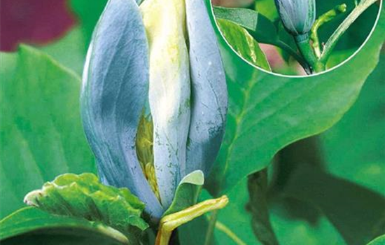 Magnolia 'Blue Opal' Magnolia 'Blue Opal'