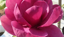 Magnolie 'Genie'®