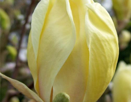 Magnolia 'Yellow Lantern' Magnolia 'Yellow Lantern'