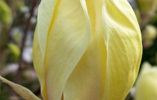Magnolia 'Yellow Lantern' Magnolia 'Yellow Lantern'