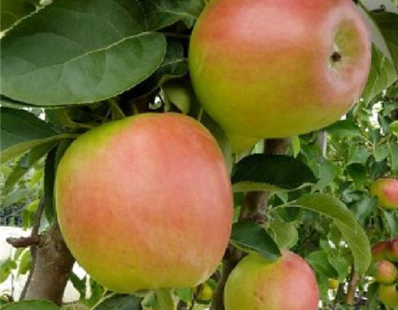 Malus dom. 'Suncats' Malus dom. 'Suncats'