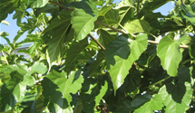 Maulbeerbaum