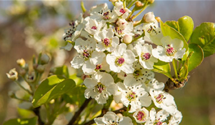 Chinesische Birne 'Chanticleer'
