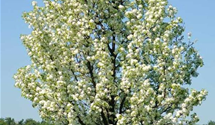 Chinesische Birne 'Chanticleer'
