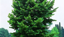 Kaiser-Linde 'Pallida'