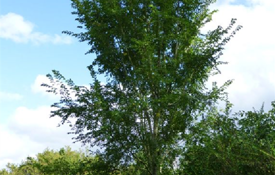 Ulmus 'San Zanobi' Ulmus 'San Zanobi'