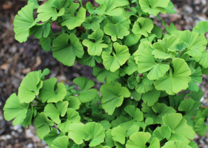 Ginkgo biloba Ginkgo biloba