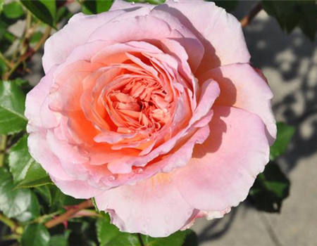 Rosa 'Abraham 'Darby'
