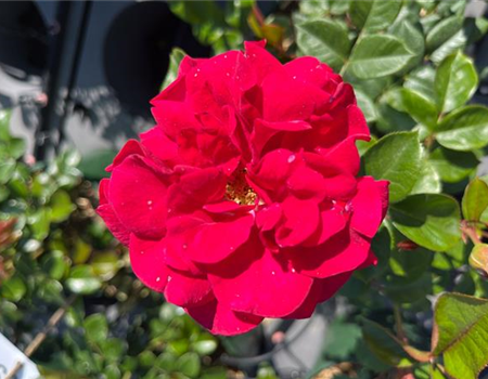 Rosa 'Bordeaux'