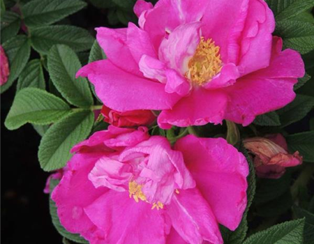 Rosa rugosa 'Angelia Purple'