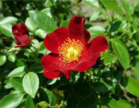 Rosa 'Bienenweide rot'