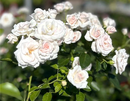 Rosa 'Aspirin Rose' Rosa 'Aspirin Rose'