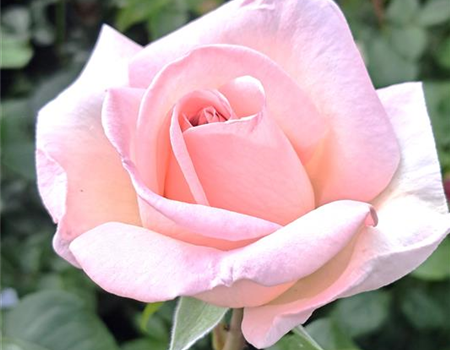 Rosa 'Schloß Ippenburg' Rosa 'Schloß Ippenburg'