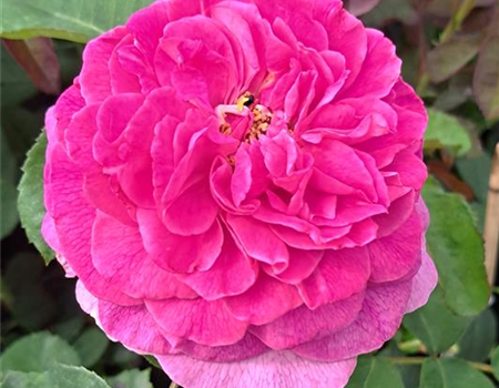 Rosa rugosa 'Angelia Eglantine'