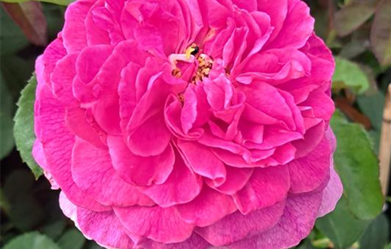 Rosa rugosa 'Angelia Eglantine'