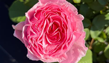 'Gartenträume'