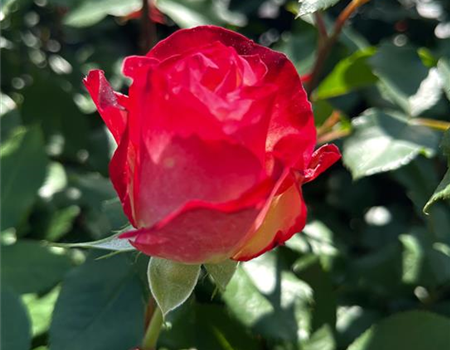 Rosa 'Blumenstadt Tulln' Rosa 'Blumenstadt Tulln'