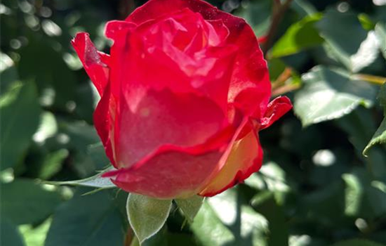 Rosa 'Blumenstadt Tulln' Rosa 'Blumenstadt Tulln'