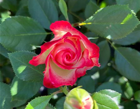 Rosa 'Blumenstadt Tulln'