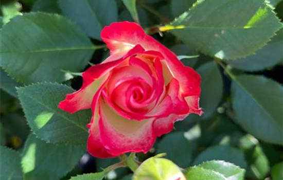 Rosa 'Blumenstadt Tulln'