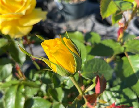 Rosa 'Friesia'
