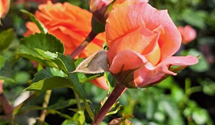 Beetrose 'Orangerie'®
