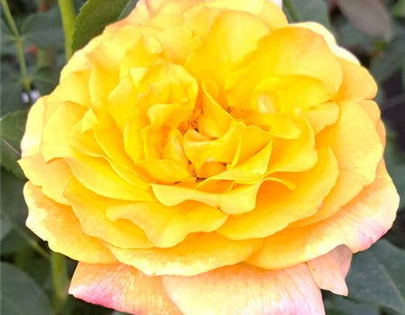 Rosa 'Sunny Sky' Rosa 'Sunny Sky'