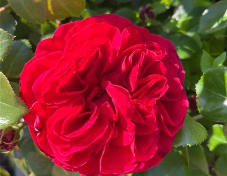 Rosa 'Red Leonardo da Vinci' Rosa 'Red Leonardo da Vinci'