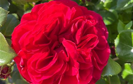 Rosa 'Red Leonardo da Vinci' Rosa 'Red Leonardo da Vinci'