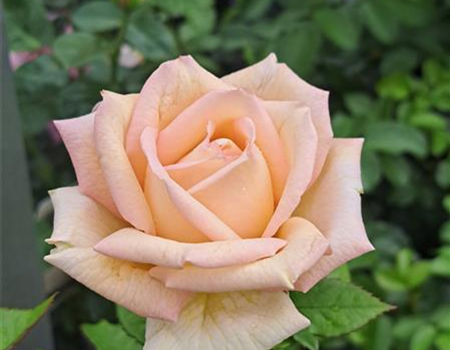 Rosa 'Madame Anisette' Rosa 'Madame Anisette'