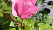 'Gartenträume'