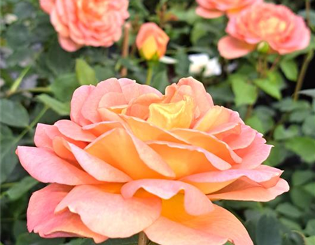 Rosa 'Lady of Shalott'