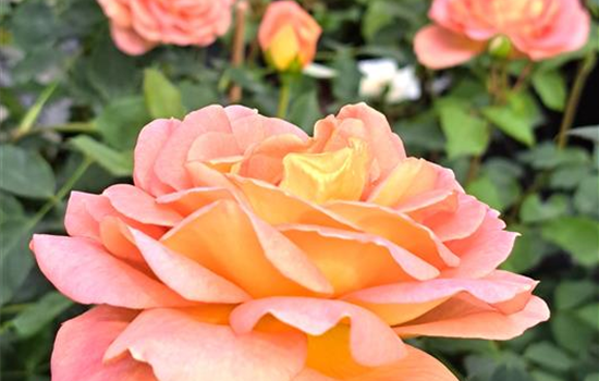 Rosa 'Lady of Shalott'