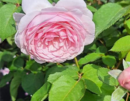 Rosa 'Olivia Rose'